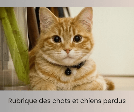 Annonces chats et chiens perdus